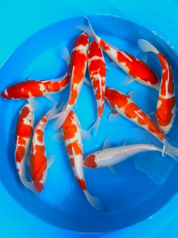 Hirasawa Marusei 29-34cm (Japanse Koi), Jardin & Terrasse, Étangs, Enlèvement ou Envoi