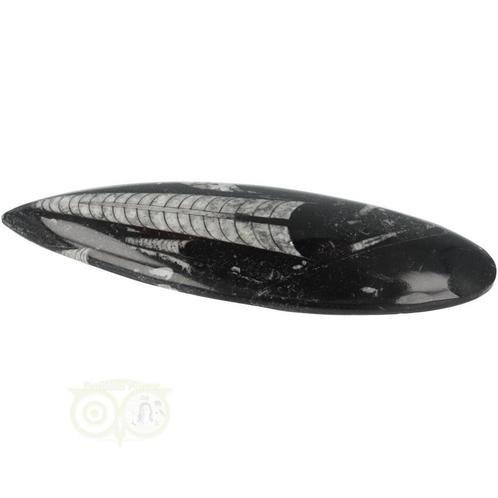 Orthoceras Fossiel geslepen Nr 19 - 111 gram, Handtassen en Accessoires, Edelstenen, Nieuw, Verzenden