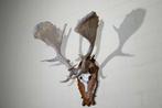 rare and abnormal Fallow Buck Trophy Schedel - Dama dama -, Nieuw