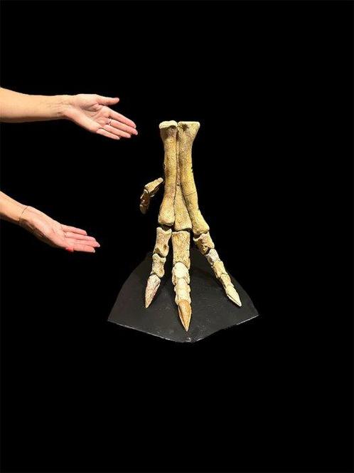 Pièce de musée, patte de Spinosaurus - Squelette fossile -, Verzamelen, Mineralen en Fossielen