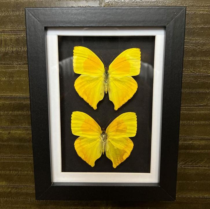 Vlinders in Lijst Taxidermie Opgezette Dieren By Max, Verzamelen, Dierenverzamelingen, Opgezet dier, Nieuw, Insect, Ophalen of Verzenden