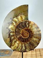 Ammonite - Coquillage fossilisé - Aioloceras (Cleoniceras), Collections, Minéraux & Fossiles