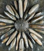 Fossiele zeester van hoge kwaliteit!!! - Pantser met, Verzamelen