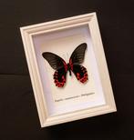 Vlinder Taxidermie volledige montage - Papilio rumanzovia -, Verzamelen, Nieuw