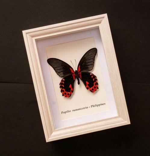 Vlinder Taxidermie volledige montage - Papilio rumanzovia -, Verzamelen, Dierenverzamelingen