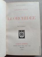 Angiolo Pucci - Le orchidee - 1905