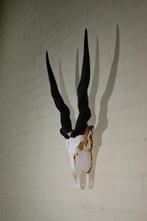 African Antelope Schedel - Common Eland - Taurotragus oryx -, Verzamelen, Nieuw