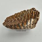 Wolharige mammoet - Fossiele kies - Mammuthus primigenius -, Verzamelen, Mineralen en Fossielen