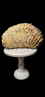 Wolharige mammoet - Fossiele kies - 3.2 kg XXL - 27 cm - 17, Verzamelen