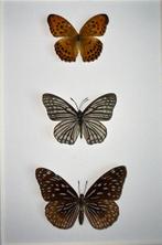 Vlinder Taxidermie wandmontage - Argynnis Sagana Mâle ,