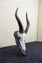 Blesbok Schedel - Damaliscus pygargus phillipsi - 0 cm - 0, Collections, Collections Animaux