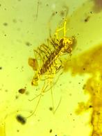 Barnsteen (Zonder minimumprijs), Verzamelen