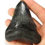 Fossiele tand - Polished Fossil Megalodon Tooth -, Collections, Minéraux & Fossiles