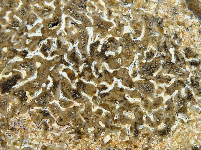 Dinosaurus - Gefossiliseerd dier - Atlasaurus bone slice -, Collections, Minéraux & Fossiles