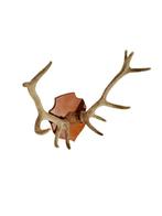 Hert Gewei - Cervus elaphus - 60 cm - 60 cm - 40 cm