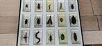 Insekt Bot - Lucanus - 5 cm - 5 cm - 2 cm- Geen-CITES-soort, Nieuw
