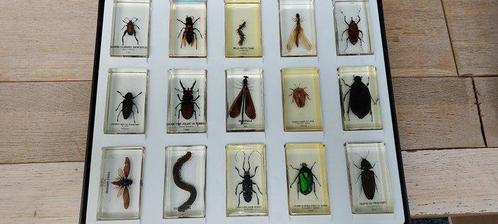 Insekt Bot - Lucanus - 5 cm - 5 cm - 2 cm- Geen-CITES-soort, Verzamelen, Dierenverzamelingen