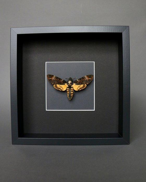 Mot Taxidermie volledige montage - Acherontia atropos - 25, Verzamelen, Dierenverzamelingen