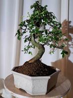Chinese iep bonsai (Ulmus parviflora) - Hoogte (boom): 26 cm