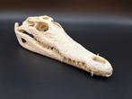 Nijlkrokodil Schedel - Crocodylus niloticus - 7 cm - 10 cm -, Verzamelen, Nieuw
