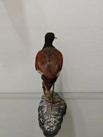Wattled jacana Taxidermie volledige montage - Jacana jacana, Collections, Collections Animaux