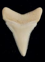 Witte haai Taxidermie volledige montage - Carcharodon