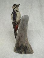 Grote bonte specht Taxidermie volledige montage -, Nieuw