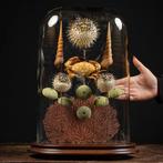 Composition marine sous dôme en verre – Étoile de mer, Verzamelen, Nieuw