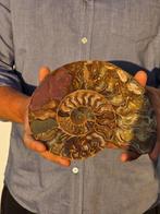 Ammoniet - Gefossiliseerde schelp - Aioloceras (Cleoniceras), Verzamelen