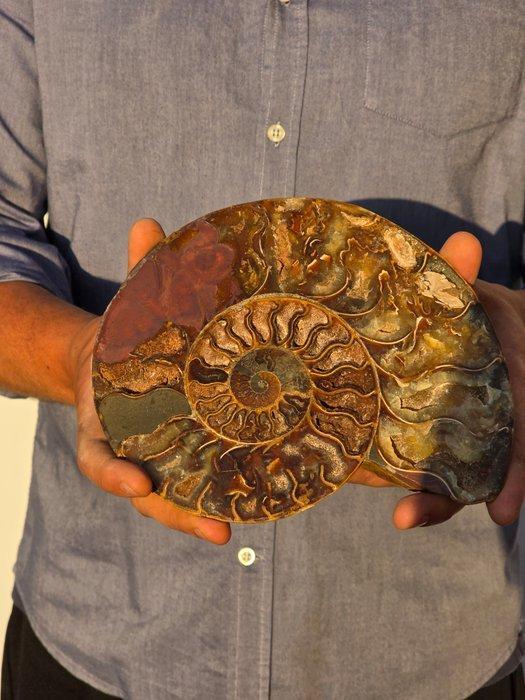 Ammoniet - Gefossiliseerde schelp - Aioloceras (Cleoniceras), Verzamelen, Mineralen en Fossielen