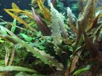 Tropica Cryptocoryne Broad Leaf t1-2-Grow!  In Vitro, Dieren en Toebehoren, Vissen | Aquaria en Toebehoren, Verzenden, Nieuw