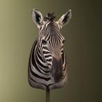 Zebra Taxidermie volledige montage - Equus quagga burchellii