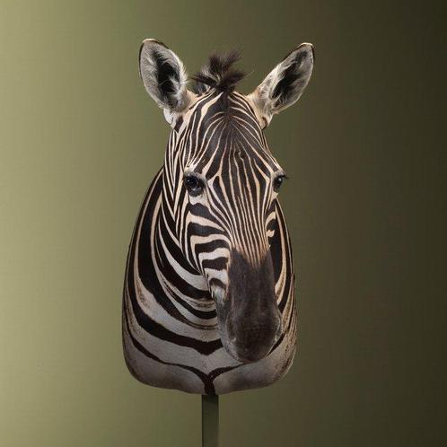 Zebra Taxidermie volledige montage - Equus quagga burchellii, Collections, Collections Animaux