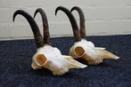 Chamois - crâne avec des cornes Crâne - Rupicapra rupicapra, Verzamelen, Dierenverzamelingen, Nieuw
