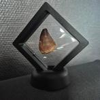 Mosasaurus - Fossiele tand - 43 mm - 20 mm (Zonder