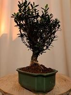 Bonsaï Buxus Harlandii dans un plateau à bonsaï. - Hauteur