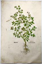 Leonhard Fuchs - Large folio with 2 large woodcuts,, Antiek en Kunst