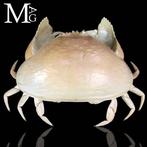 Calappa Calappa des Philippines – Crabe séché pour la, Nieuw