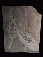 Un couple amoureux - Animal fossilisé - Keichousaurus - 40