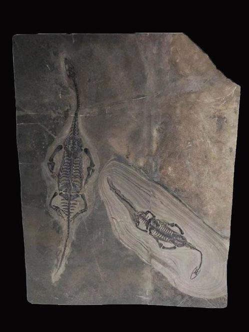 Un couple amoureux - Animal fossilisé - Keichousaurus - 40, Verzamelen, Mineralen en Fossielen