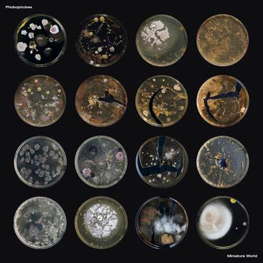 Phobophobes - Miniature World, Cd's en Dvd's, Vinyl | Pop, Gebruikt, Verzenden