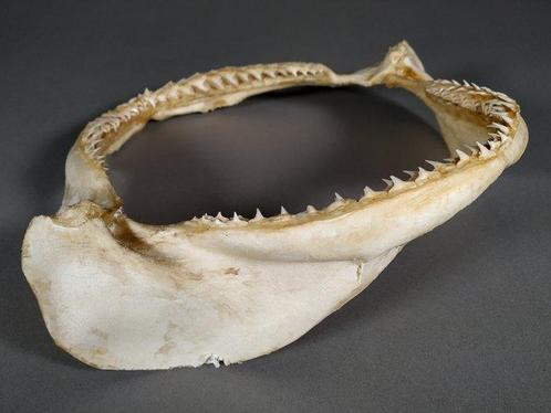 Grand Requin Gris Ensemble de mâchoire - Carcharinus, Verzamelen, Dierenverzamelingen