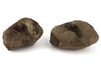 Southern Mammoth - Fossiel bot - Mammuthus meridionalis, Verzamelen