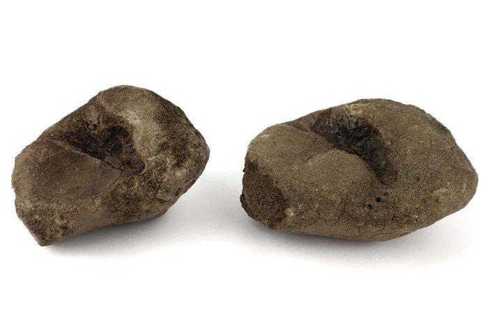 Southern Mammoth - Fossiel bot - Mammuthus meridionalis, Verzamelen, Mineralen en Fossielen