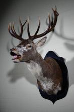 rare und unique-red deer - head-mount Taxidermie wandmontage, Nieuw