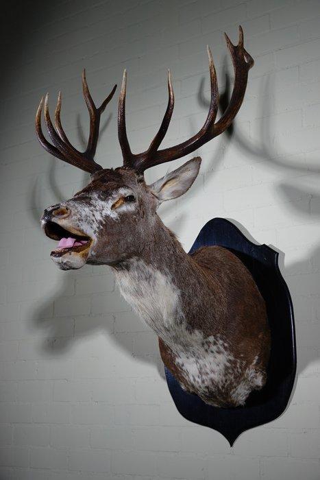 rare und unique-red deer - head-mount Taxidermie wandmontage, Verzamelen, Dierenverzamelingen