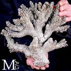 Corail blanc recouvert dargent 925 - Acropora Florida -, Collections