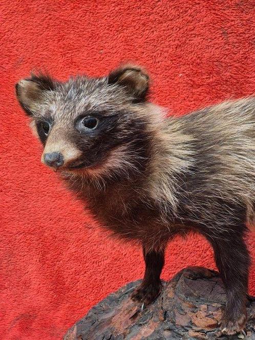 Chien viverrin Support de corps entier pour taxidermie -, Verzamelen, Dierenverzamelingen