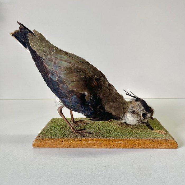 Kievit (Vrouw) + Jong Taxidermie volledige montage -, Verzamelen, Dierenverzamelingen