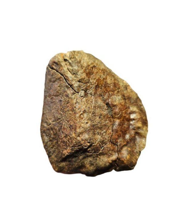 Mooie NWA onclassificeerde gewone chondriet meteoriet van, Verzamelen, Mineralen en Fossielen